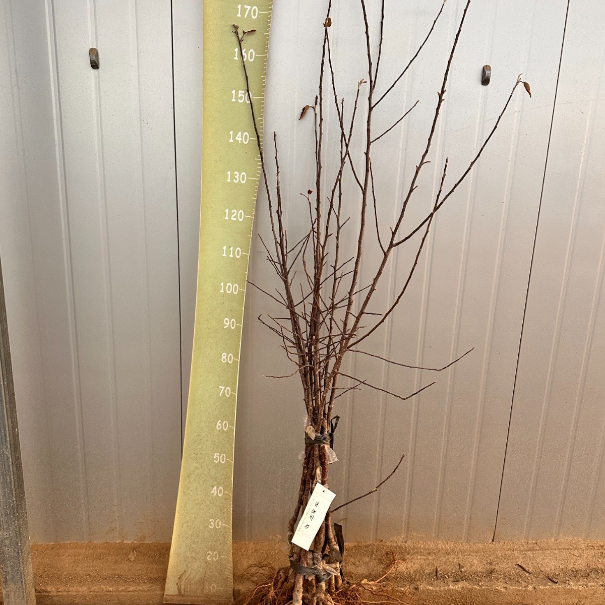 미야비 부사 사과나무 묘목 품질 유실수, 과수원과 정원에 적합, 1개, 미야비부사 이중묘 20,000원