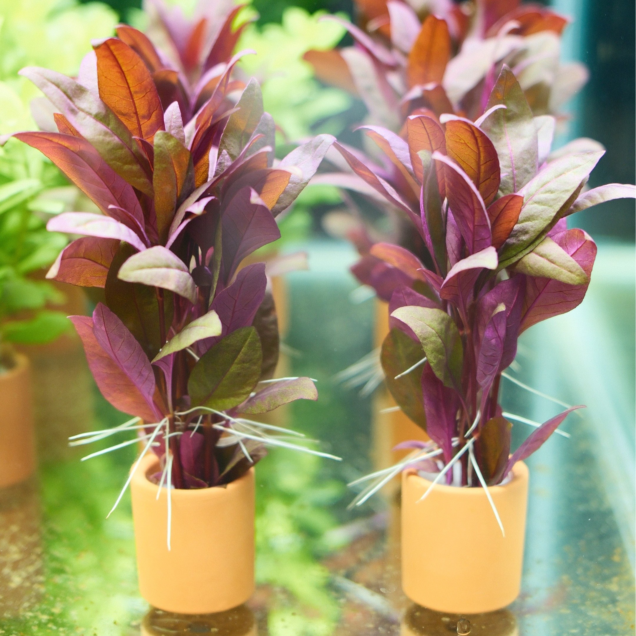 하이그로필라 레드 풍성한 포트수초, 1개 3,500원