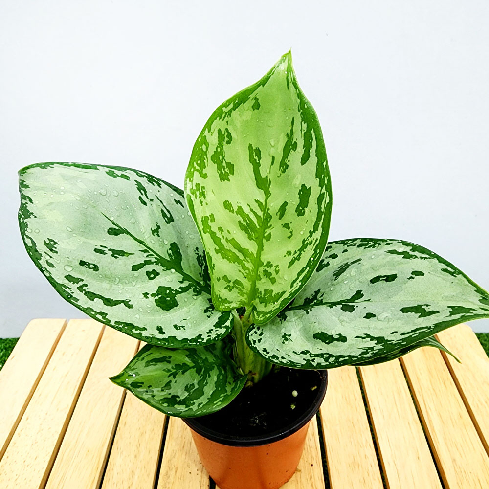 에덴플랜트 아글레오네마 그린아트 지름10cm포트 공기정화 수경재배 아글라오네마, 1개 5,600원