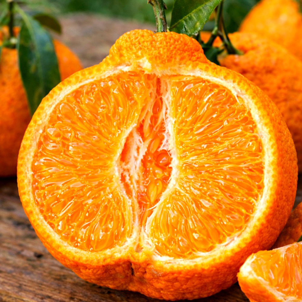 [3일간초특가] 당일수확 당도선별 제주 한라봉, 1개, 5kg 21,400원