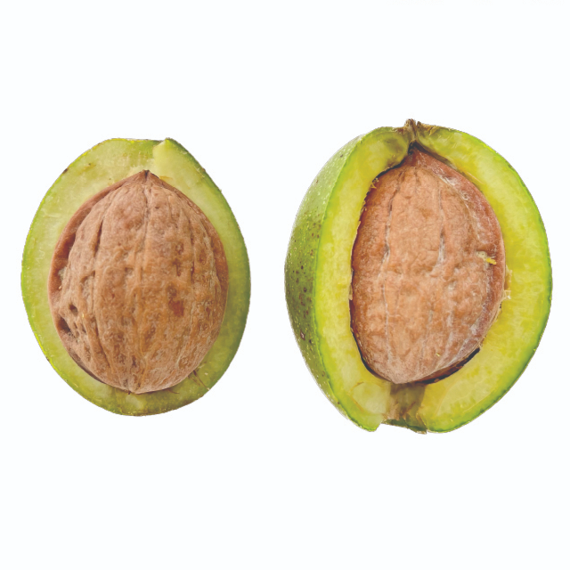 국내산 피호두, 호두나무숲, 1개, [우수농산물인증]생호두1kg(크기혼합) 49,980원