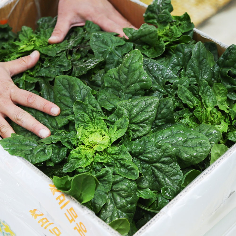 비금도 섬초 시금치, 1kg, 1세트, 섬초 1kg 13,900원