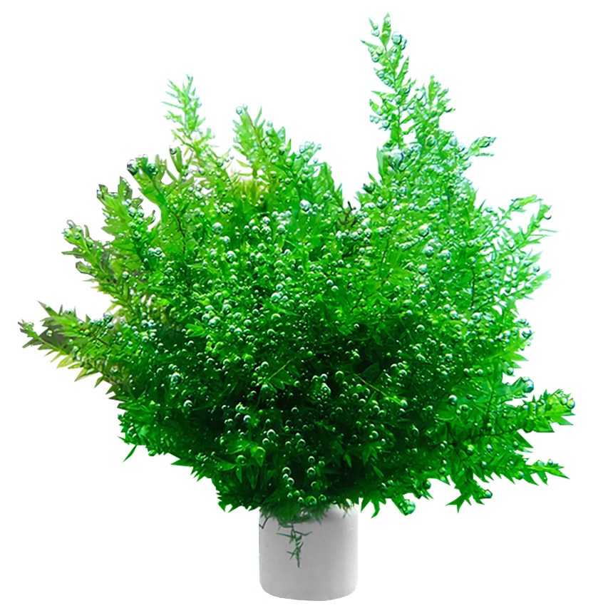 키우기 쉬운 버드나무 모스링 초보자 추천 수초 구피 베타 수초 치어 치비 은신처, 1개 9,800원