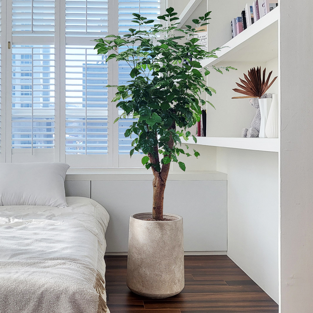 농원청년 샌드W 공기정화식물 특대형 개업식 호텔 로비 준공식 사무실 이전 승진 카페 집들이 선물 개업 축하화분배달 축하화환 영전 승진축하화분 뱅갈고무나무 올리브나무 밍크선인장 200,000원