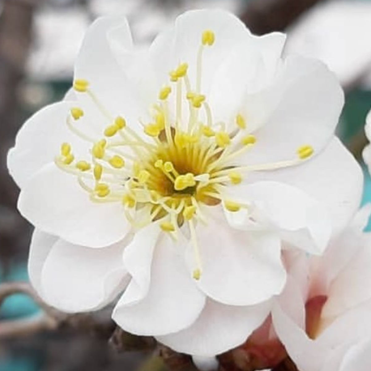 일심묘목농원 운용매 3년생 개화주 분묘 39,000원