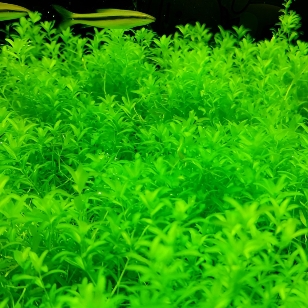 [착한수초] 구피와 새우의 완벽한 은신처 펄글라스 달팽이 없는 수초 초보수초 레이아웃 미니어항 4,450원