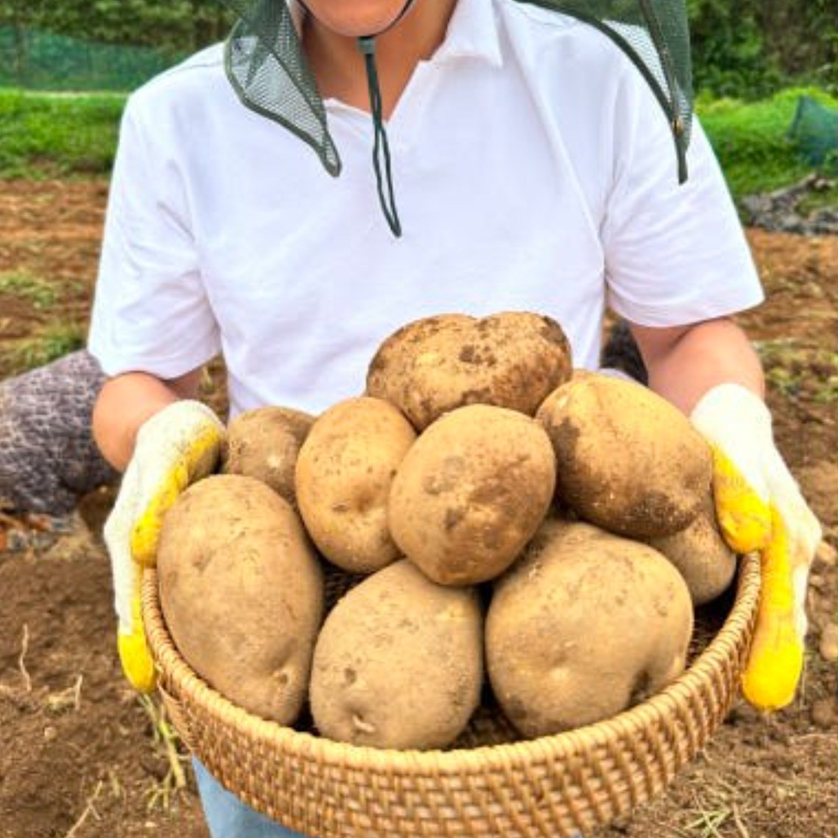 최상급 감자 두백감자 햇 분감자 [원산지:국산], 1개, 상 5kg (일반 사이즈) 17,900원