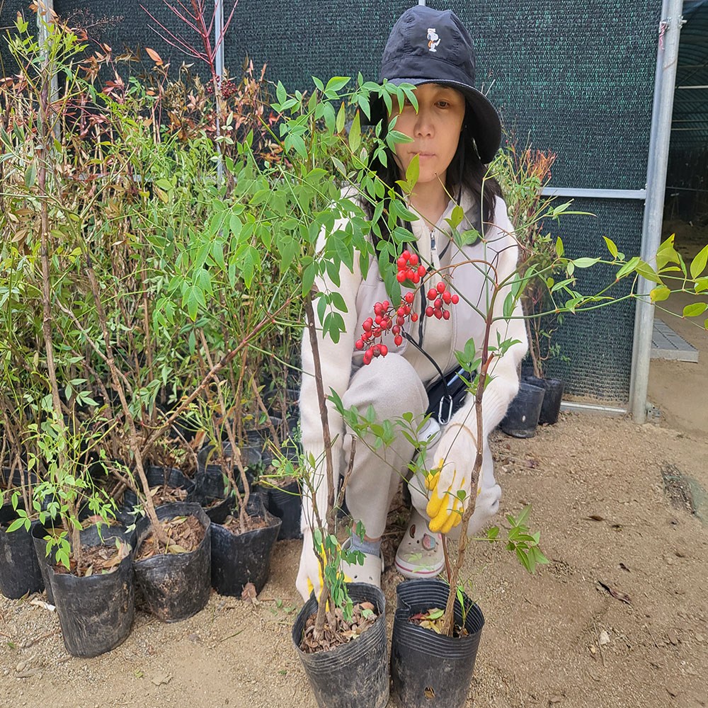 오늘의 나무) 남천나무 특묘 포트묘 분묘 3,000원