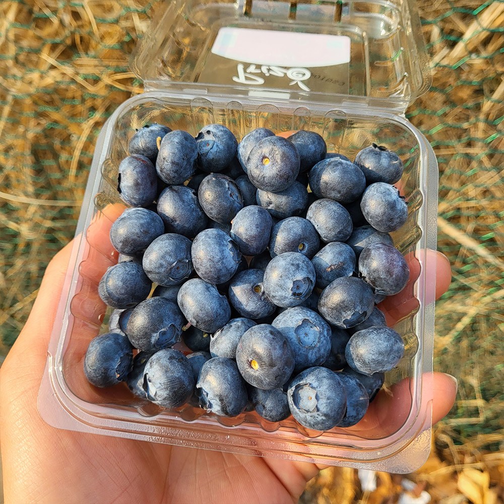 (냉동X) 항공 직수입 칠레산 생!! 블루베리 18mm내외 125g x 2팩 (250g) 슈퍼푸드 노화방지 항산화푸드 블루베리스무디,샐러드,그릭요거트와 함께 생블루베리 56,840원