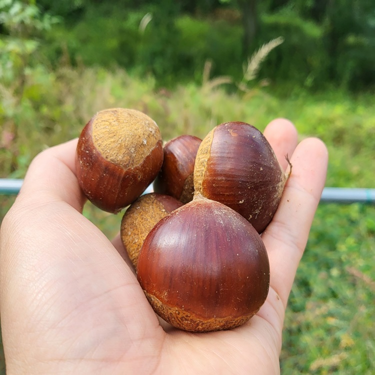 국내산 산지직송 공주 햇밤 알밤 대과사이즈, 1개, 2kg 15,800원