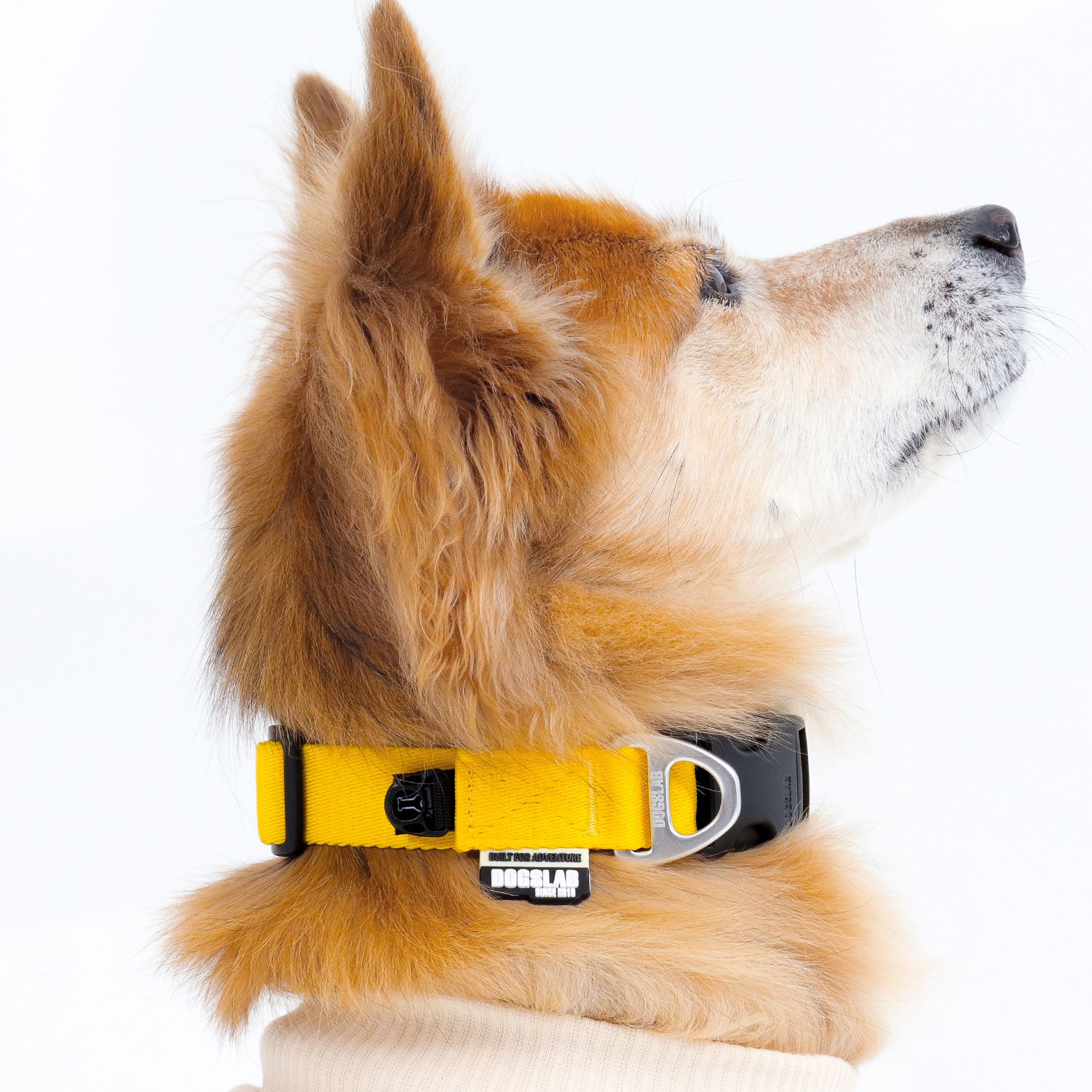 독스랩 강아지 목줄 클래식 18,900원