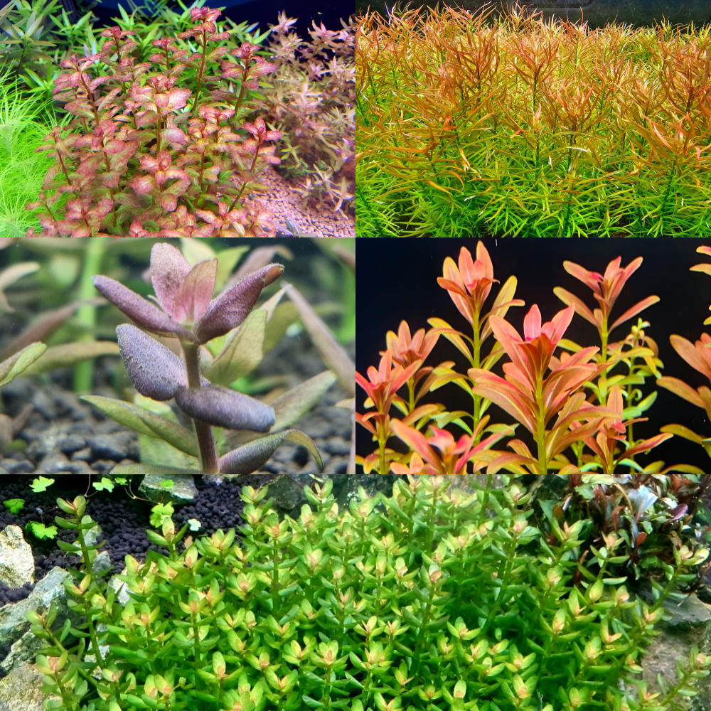 [수초대부] 알록달록 깔끔수초 5종 세트 (20줄기) (키우기 쉬운 초보 수초) (달팽이, 이끼 없는 수초) 25,000원