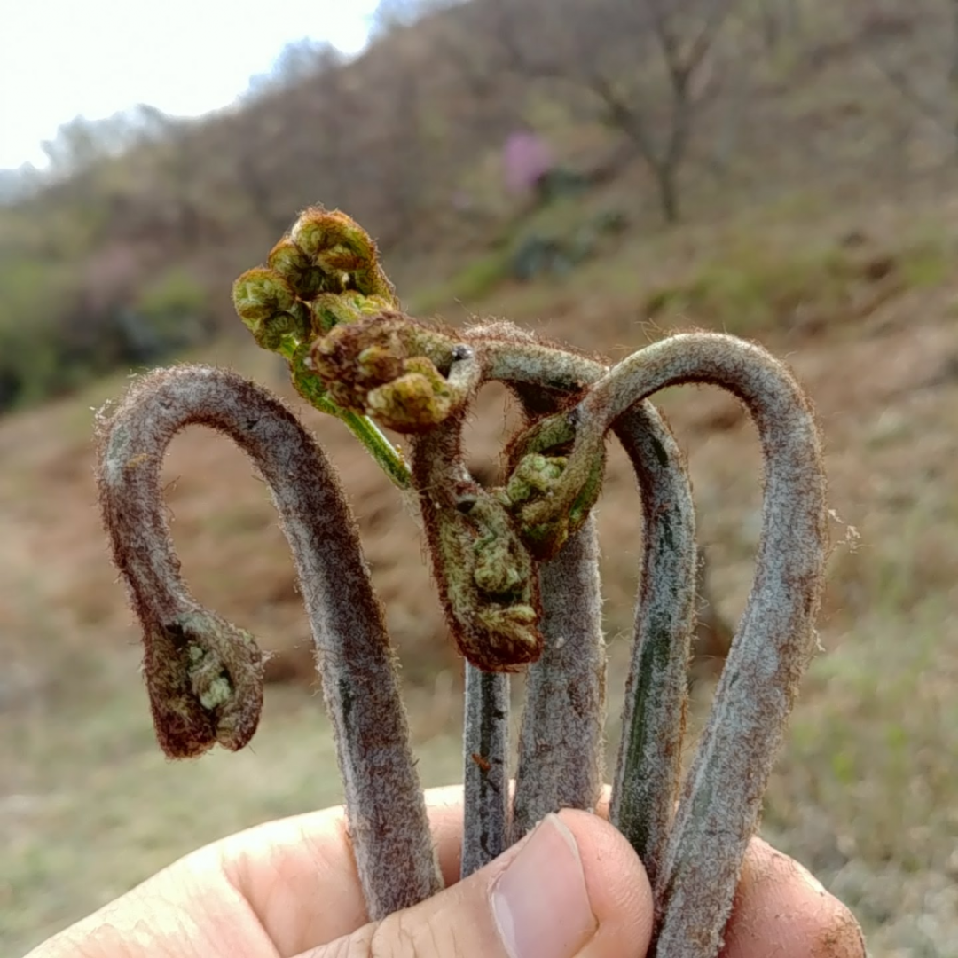 생고사리 지리산 고산지의 제철 햇 고사리, 3kg, 1박스, 생고사리 32,520원