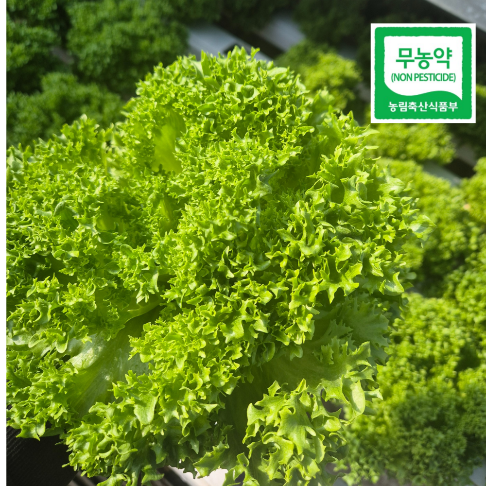바오팜 샐러드용 유러피안 상추 프릴아이스 4kg 2kg 1kg 대용량 무농약 수경재배, 1박스, 1kg 10,900원