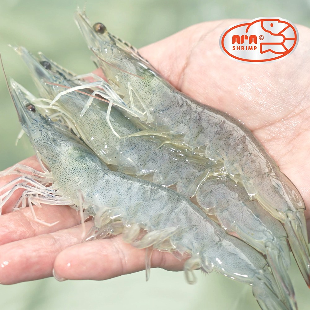 [아라새우] 국산 1년내내 당일수확 냉동X 산지직송 무항생제 흰다리새우 대하 친환경 실내양식 생새우 회 활새우 소금구이, 2kg, 1개 66,000원