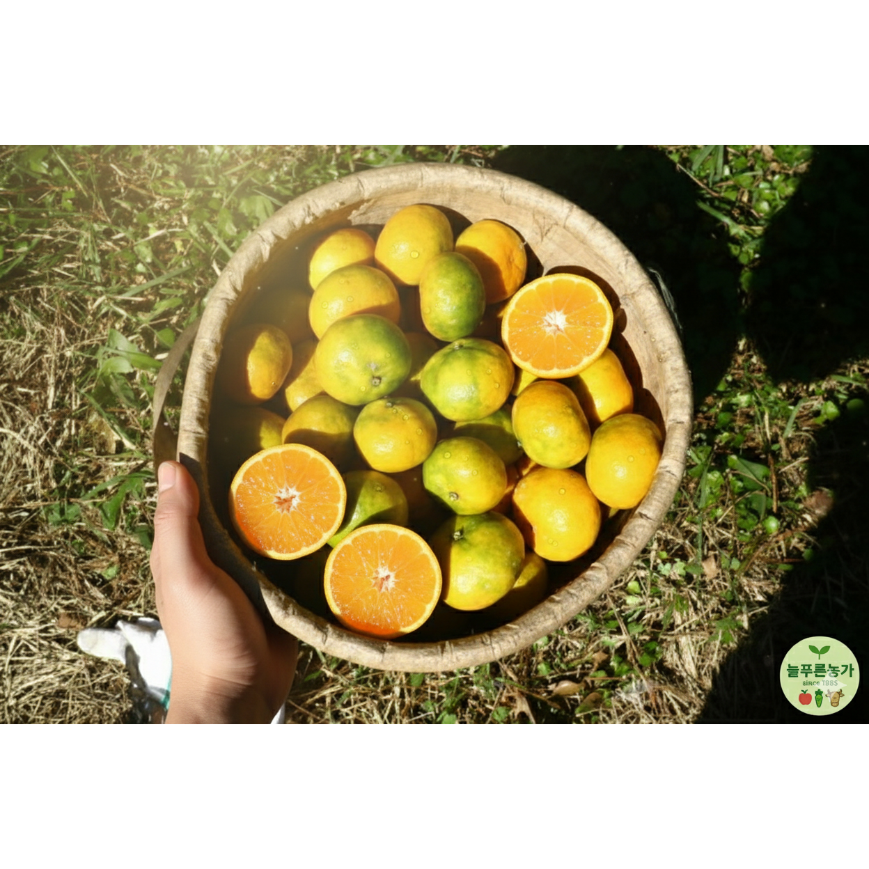 (늘푸른 농가) 산지직송 당일수확 달콤한 고당도 제주 햇 극조생 노지감귤 23,600원