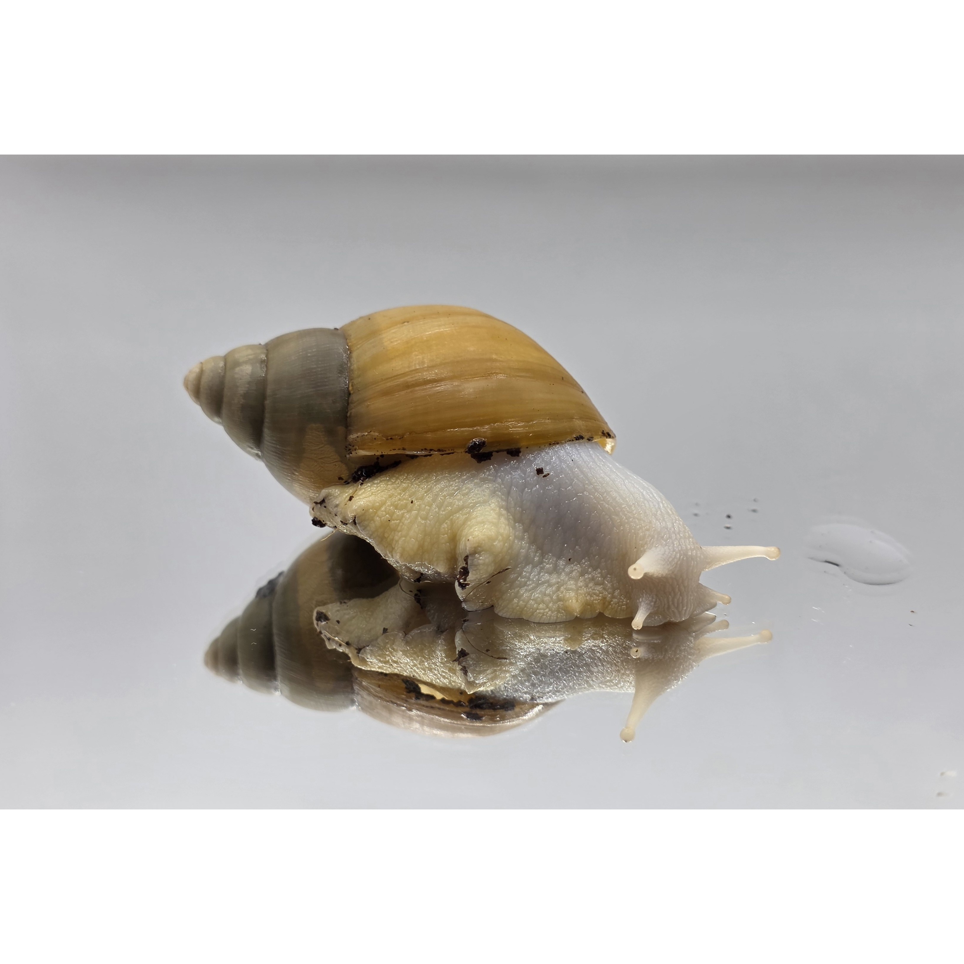 달팽이 아프리카왕달팽이 왕달팽이 기타수산물 식용, 1개, 금와 6,500원