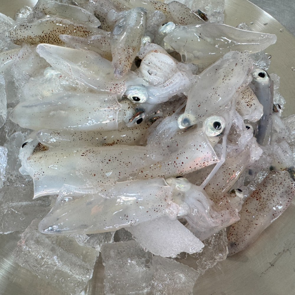 생물 호래기 제철 꼴뚜기 회 국내산 남해안 500g, 1개, 급냉)호래기 500g 29,800원