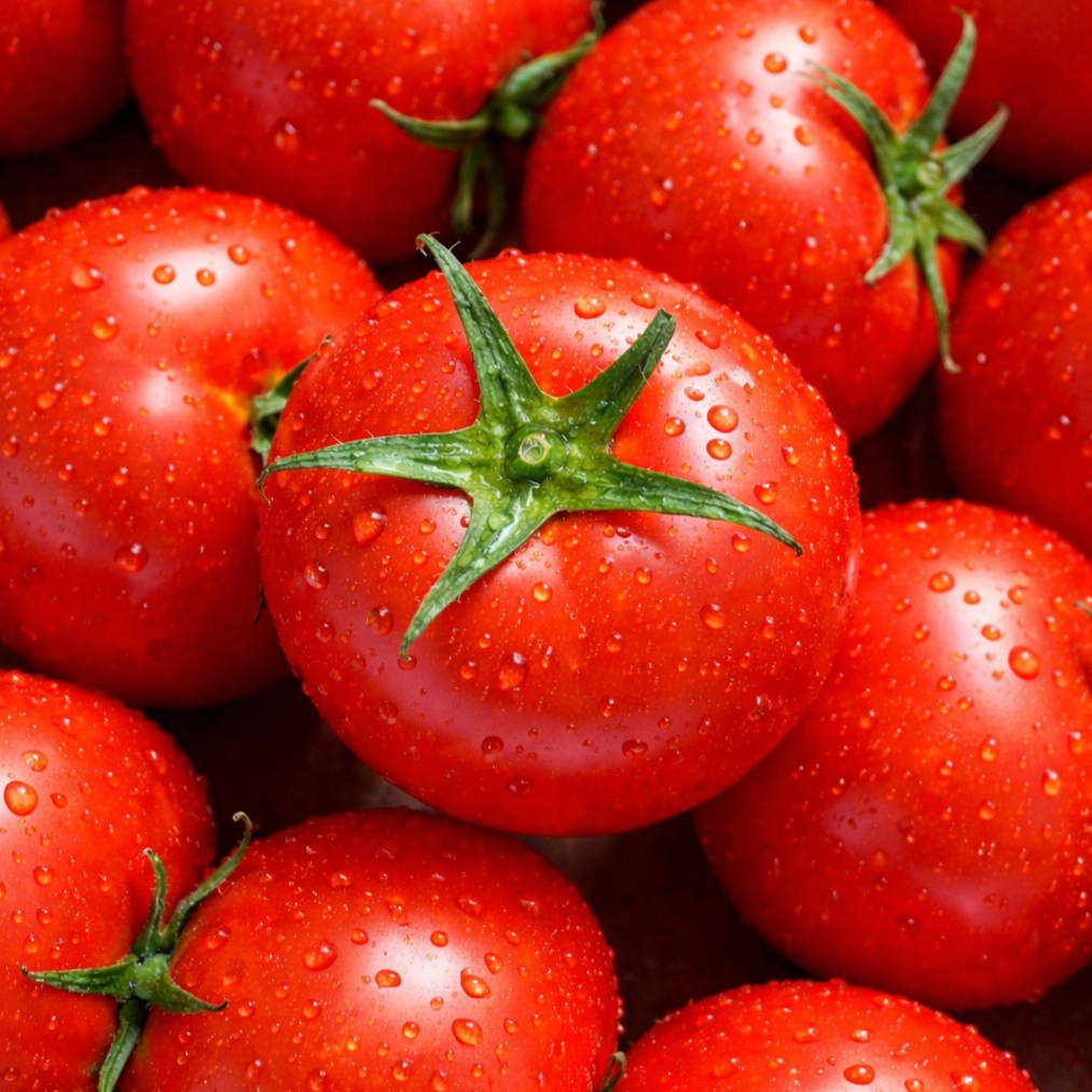 최고의 품질 정품 완숙 찰 토마토 5KG 11,300원