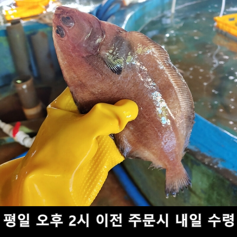 동해 생물 손질 가자미 100% 알가자미 반건조 도다리 25,800원