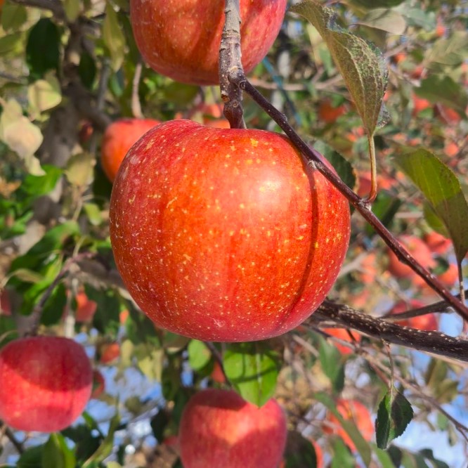 청송사과 꿀사과 5kg 10kg 가정용 경북 사과 빨간 부사 못난이 흠집 고당도 맛있는 홍로 농장 풋사과 햇 10키로 후지 90,000원