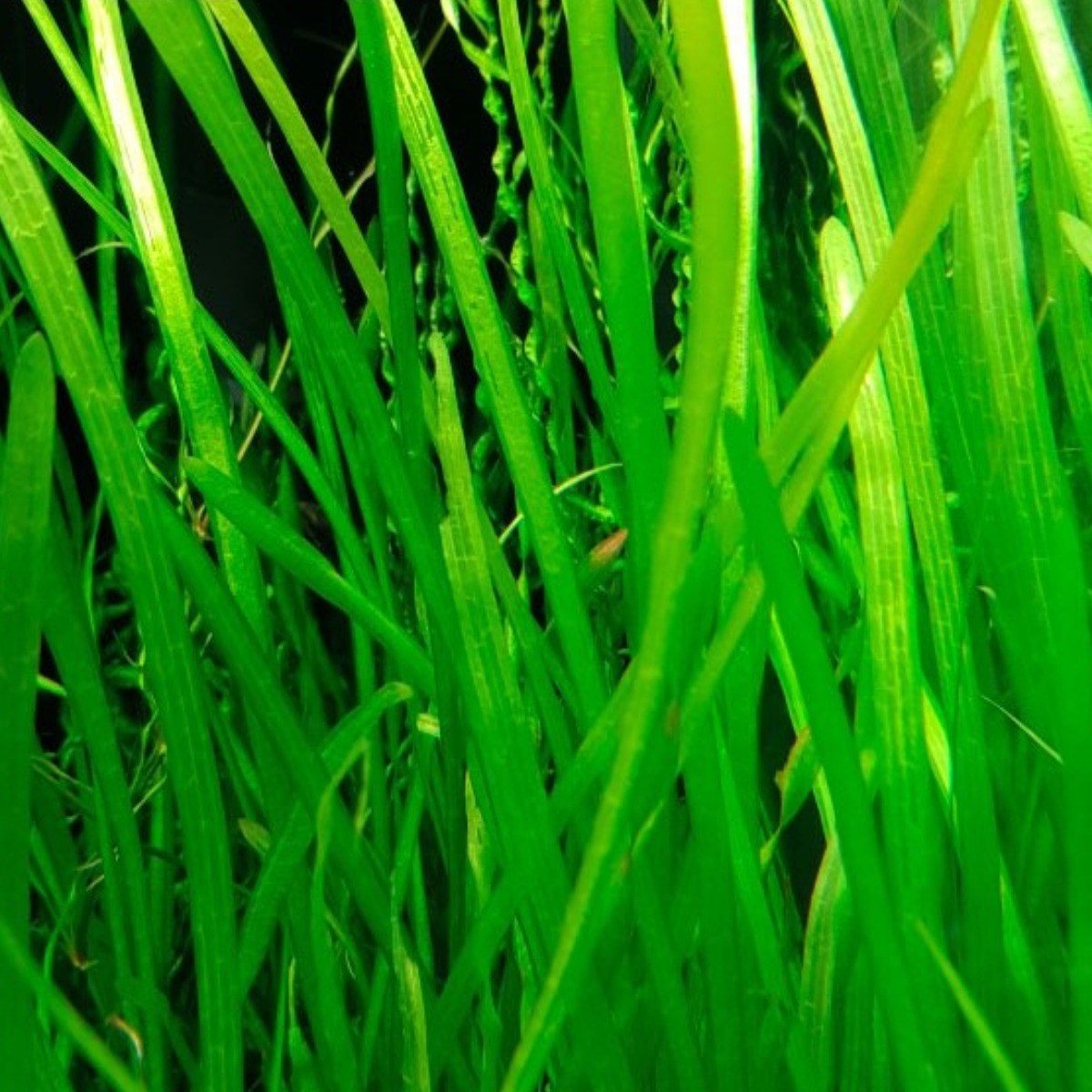 [수초킹] 키우기 쉬운 초보수초 발리스네리아, 5개 9,990원