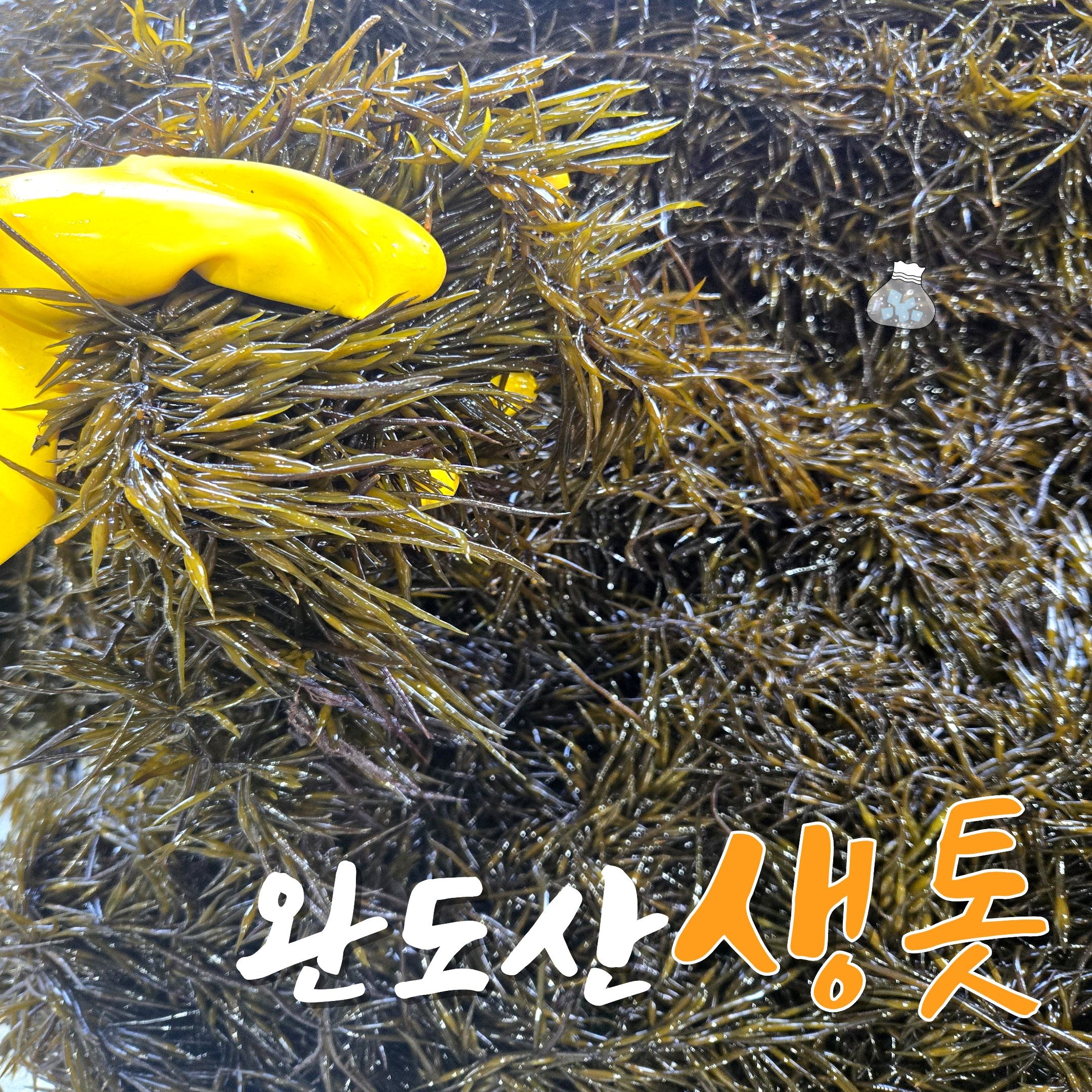 완도 생톳 당일채취 제철 해초 생 톳 1kg / 2kg / 4kg 지아수산, 1개, 8kg 110,000원