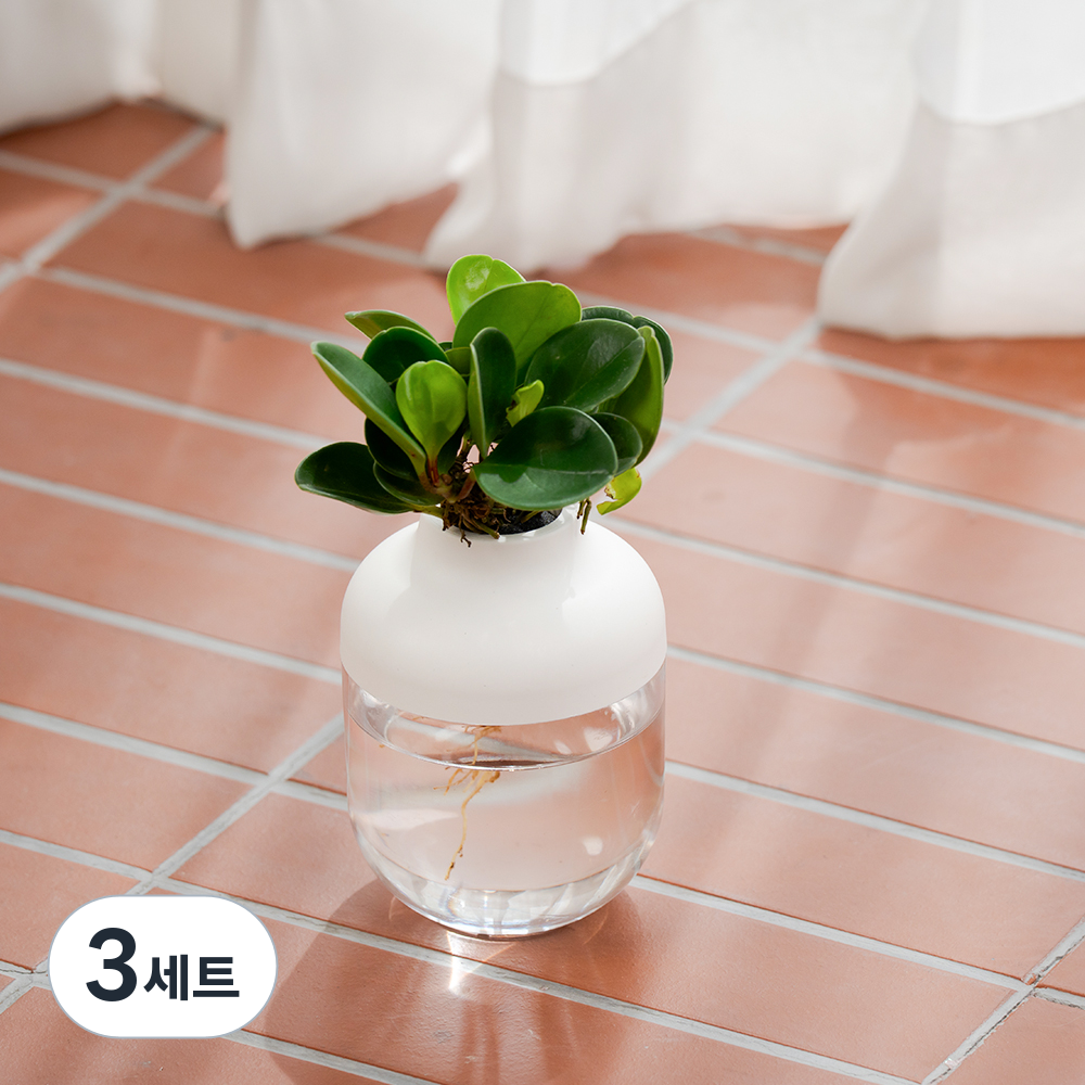 [로켓프레시] 메이크정글 수경재배 식물 청페페 + 아쿠아캡슐 1호 화분 DIY 세트 42,750원