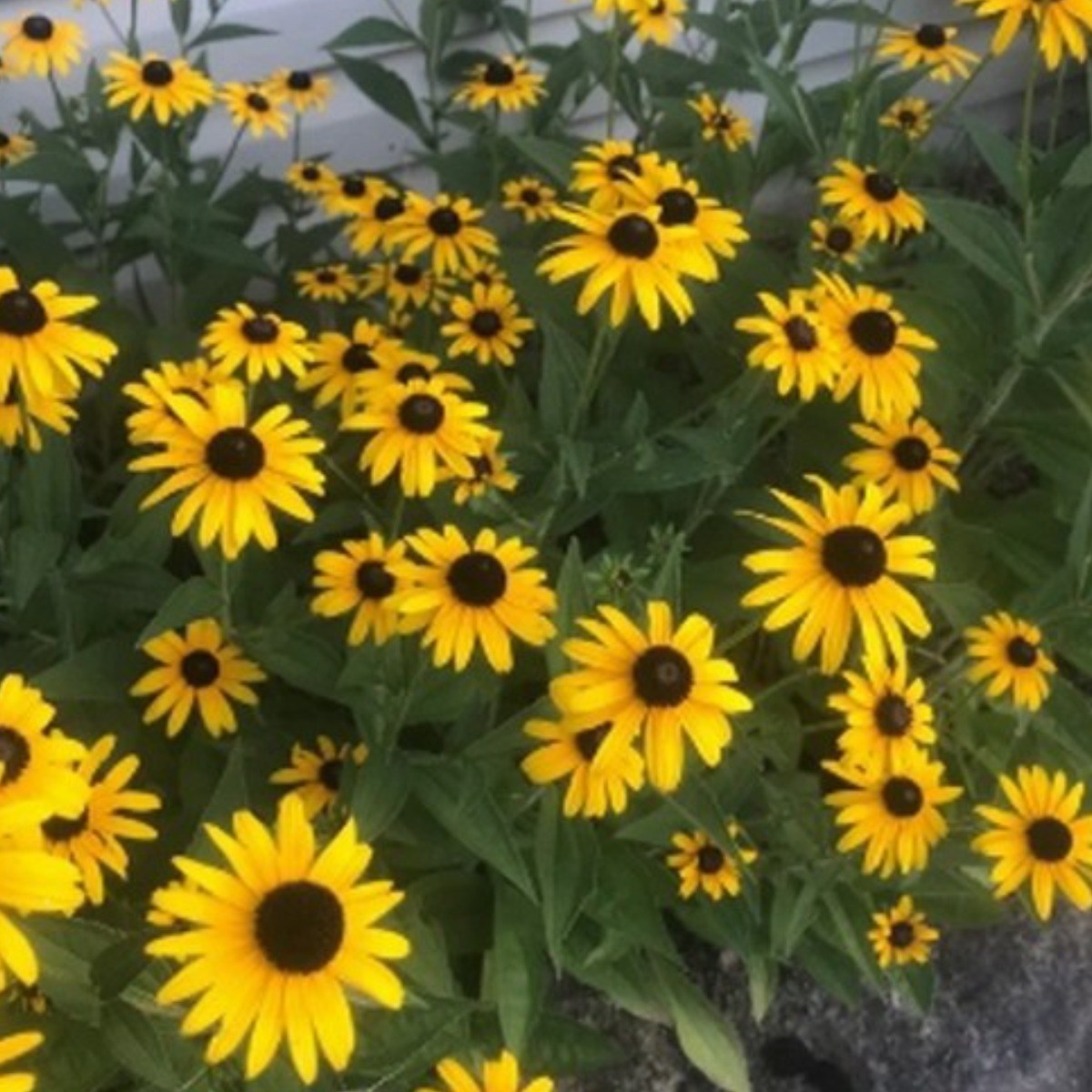 루드베키아 선셋 씨앗 30립 소포장 2,970원