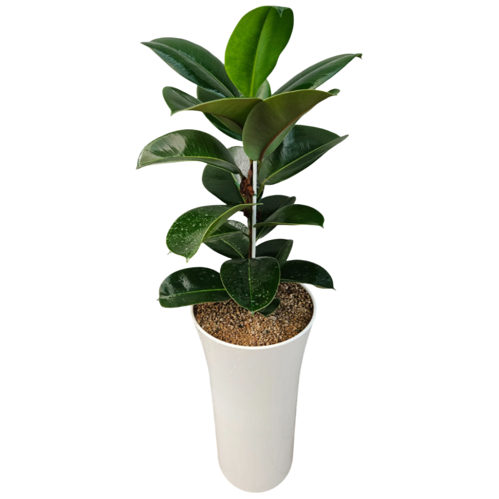 개업화분 고무나무 중형 120cm, 1개 55,000원