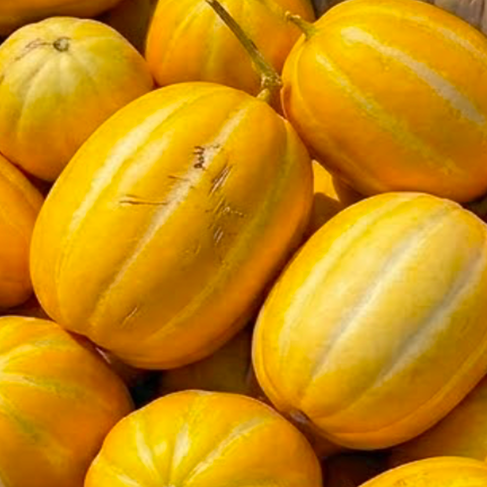 [대폭할인]첫수확 산지직송 고당도 성주 참외 21,900원