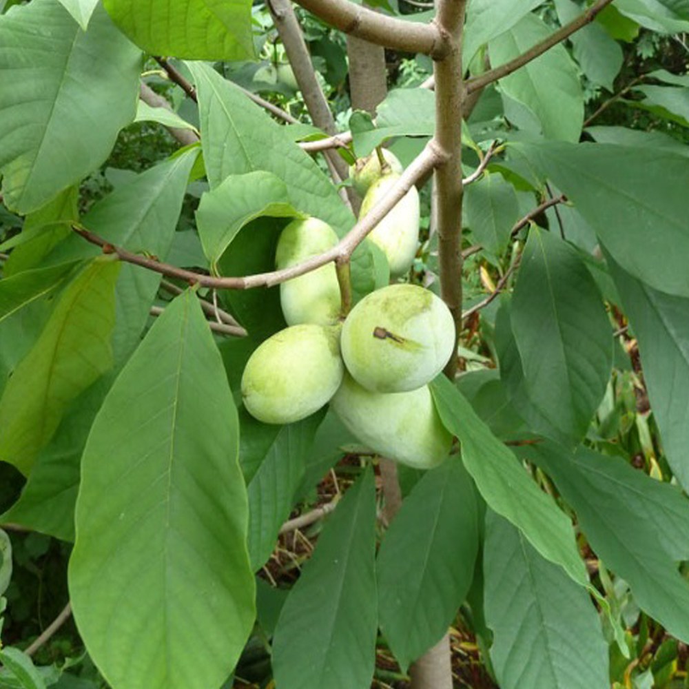 포포나무 뽀뽀나무(50cm이상), 포포나무  뿌리묘 H,50cm이상, 1개 5,500원