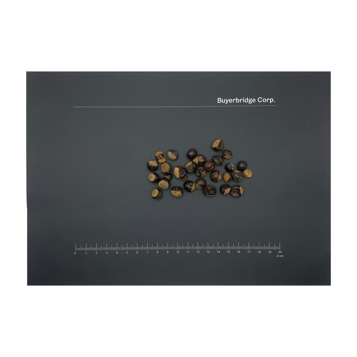 과라나 종자 씨앗 씨 Guarana Paullinia cupana 100g 88,000원