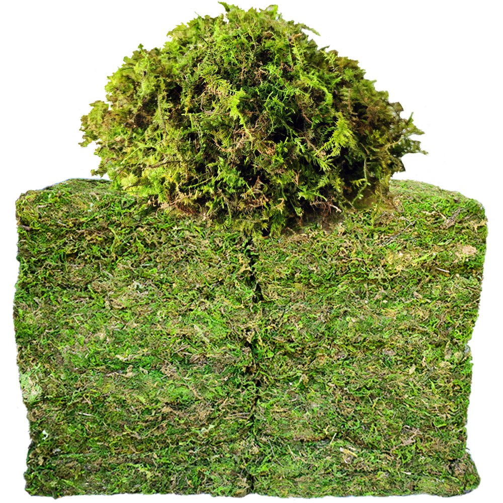 이끼탑 자연산 건조 생이끼 200g 인삼 새씩삼 산삼 더덕 포장 화분장식 테라리움 분재 분경 석 목부작 원예용 정원조경 인테리어 94,000원