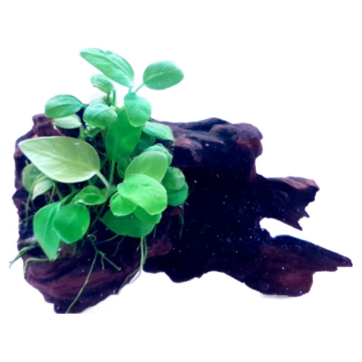 [미초] 달팽이 없는초보도 쉽게 키울수 있는 나나 활착 유목 [소형] (가로10센치 세로랜덤) / 활착 수초 / 음성수초 / 모스 / 유목활착 / 어항수초 / 새우수초 / 구피수초, 1개 17,640원