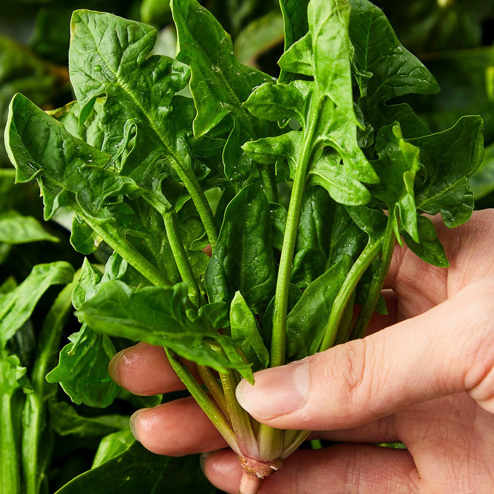 당일수확발송 해풍 맞은 남해 노지 시금치 섬초 18,900원