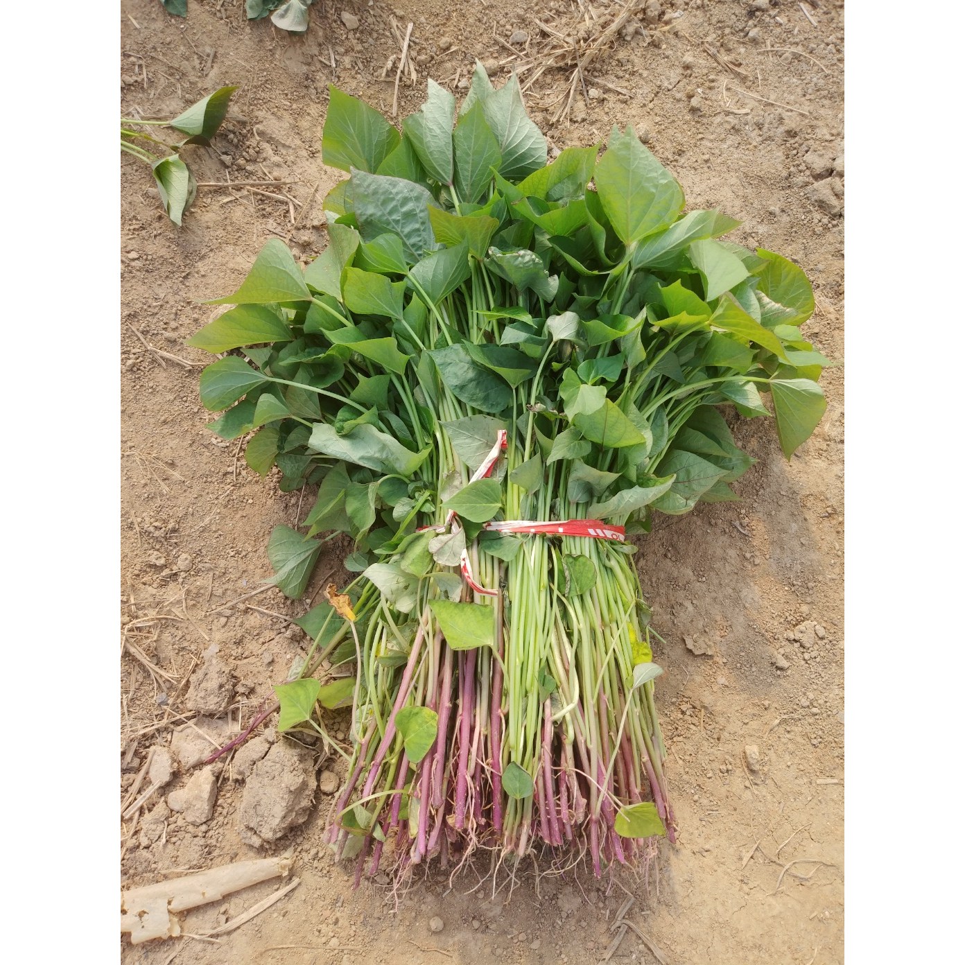 2026년 해남 꿀고구마 모종/종순 [무료배송]달구미 23,900원