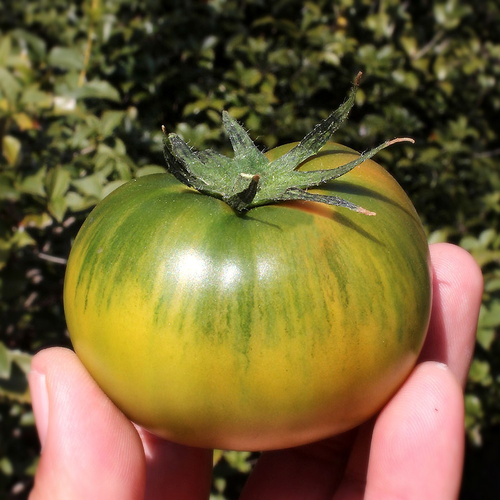 당도선별 부산 대저토마토 산지직송 29,800원