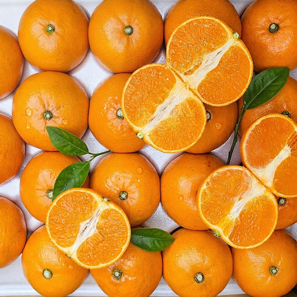 [감귤농협출고] 15브릭스 특품 고당도선별 천혜향, 1박스, 3kg(중대과) 30,600원