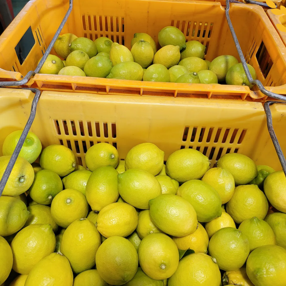 이음식관 국산 제주 레몬 그린레몬 햇레몬 청레몬 1월부터는 노란레몬으로 53,900원