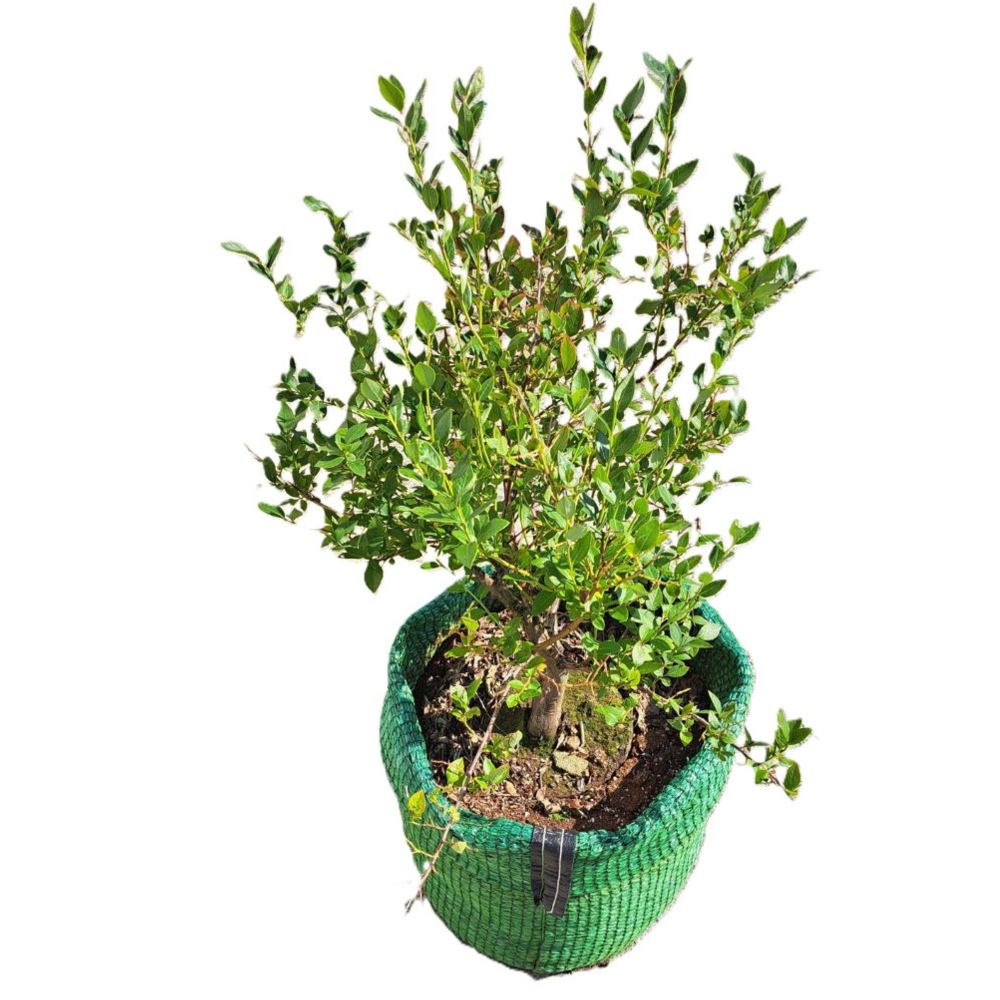 차광막화분 중형40L(40개묶음) 블루베리화분 텃밭화분 옥상텃밭 베란다텃밭 강력사중직 사이즈 다양, 40개, 녹색 132,000원