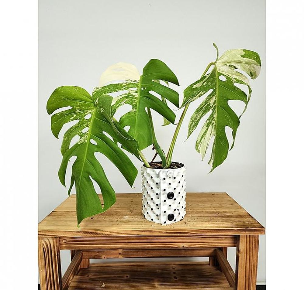 2026 공기정화 식물 몬스테라 알보 중품 약45cm, 1개, 상세설명참조, 45cm 224,000원