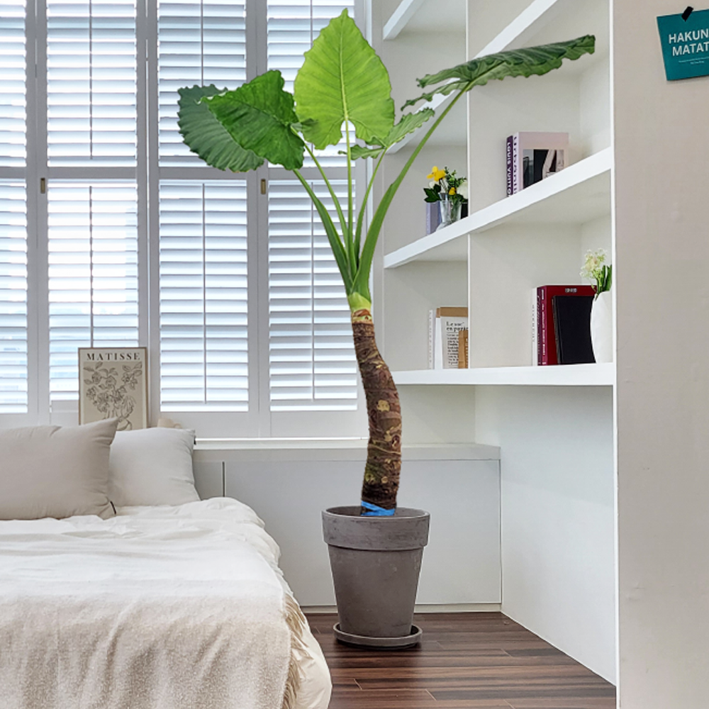 농원청년 바솔트토분 인테리어식물 거실화분 실내화초 개업식화분 개업화분 공기정화식물 승진화분 영전화분 사무실 카페 매장 공간 인테리어화분 스투키 쉐프렐라 홍콩야자 극락조 239,000원