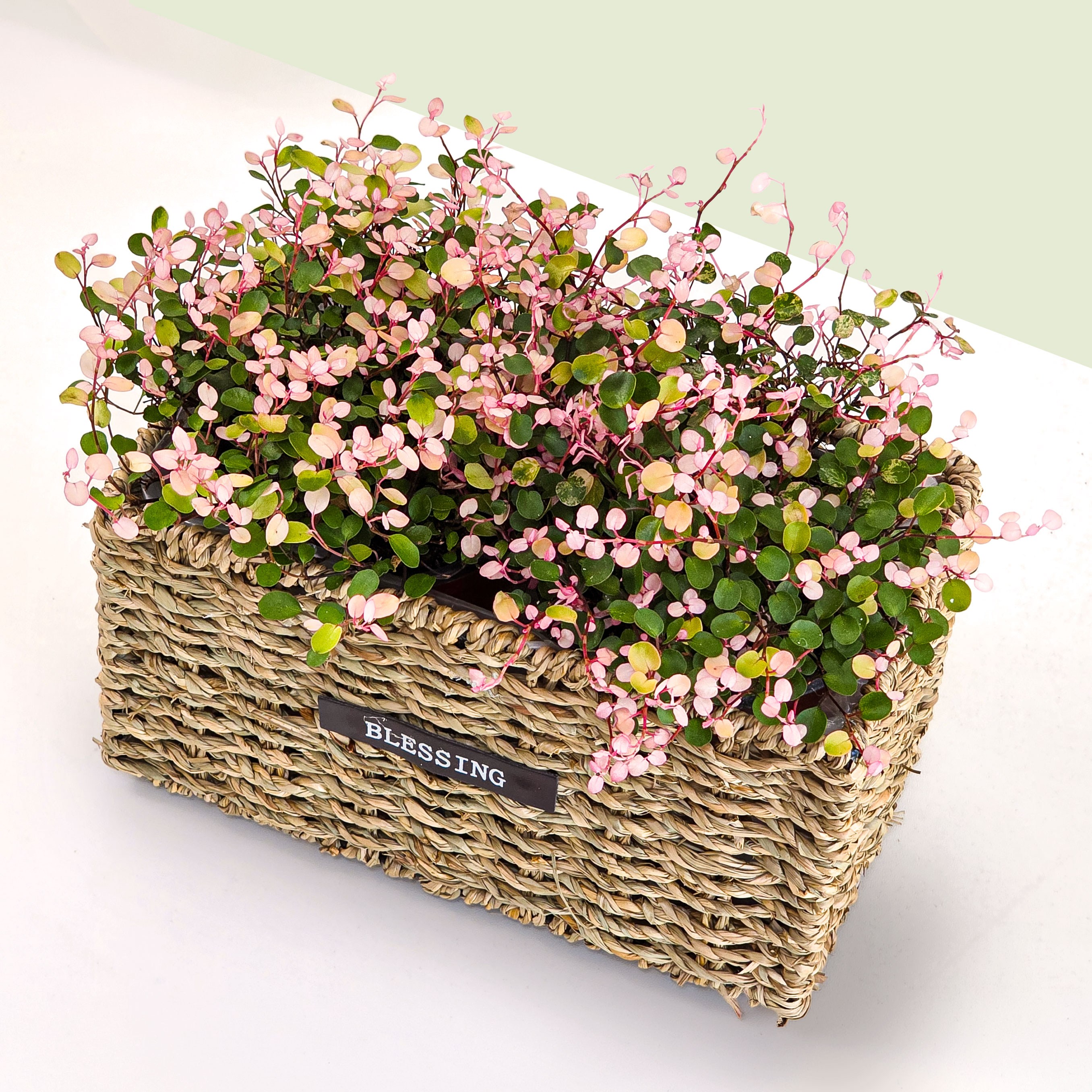 핑크트리안 실내화분 인테리어 라탄바구니 세트, 1개, 핑크 25,900원