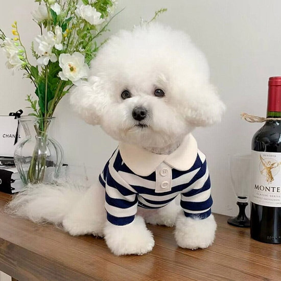 반려동물 앤유 스트라이프 카라 티셔츠 170063 10,500원