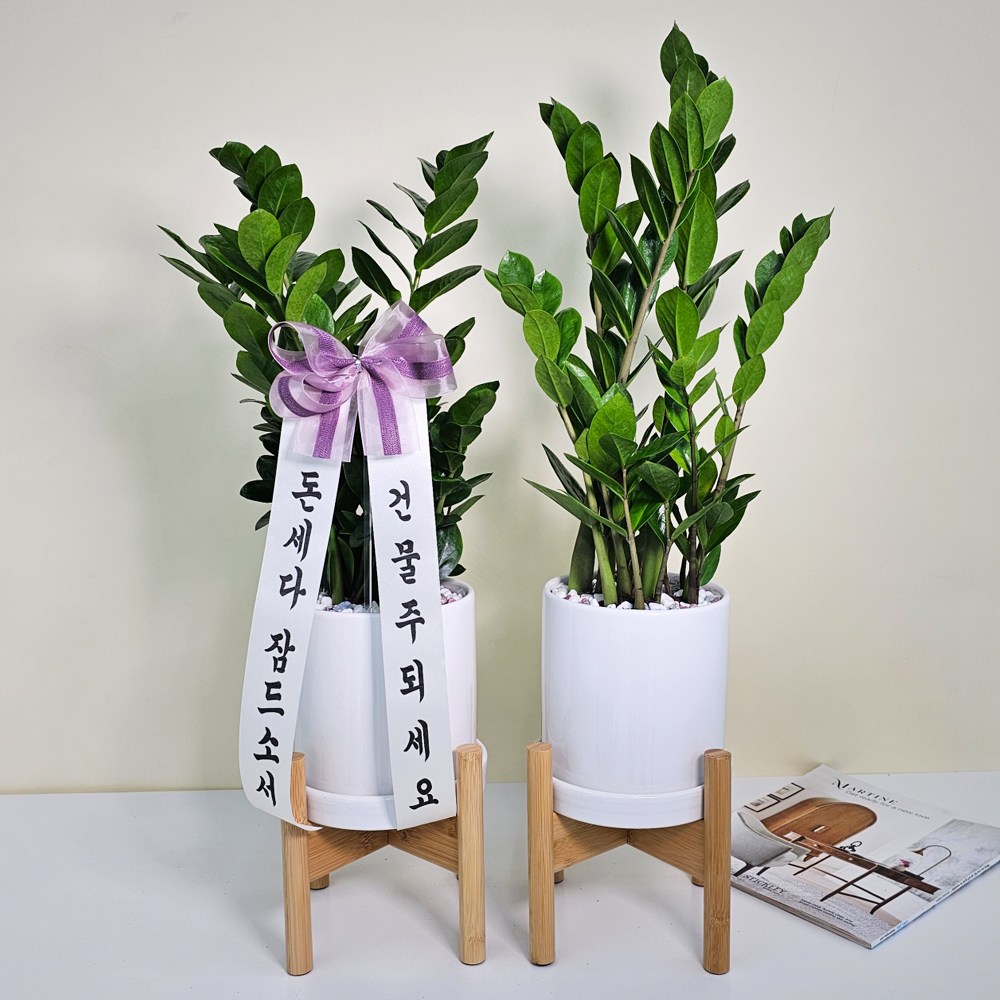 앤드플라워 전국 택배발송 중형공기정화식물 (50cm) 개업식화분 반려식물 스투키 실내화분  인테리어화분 거실화분 44,900원