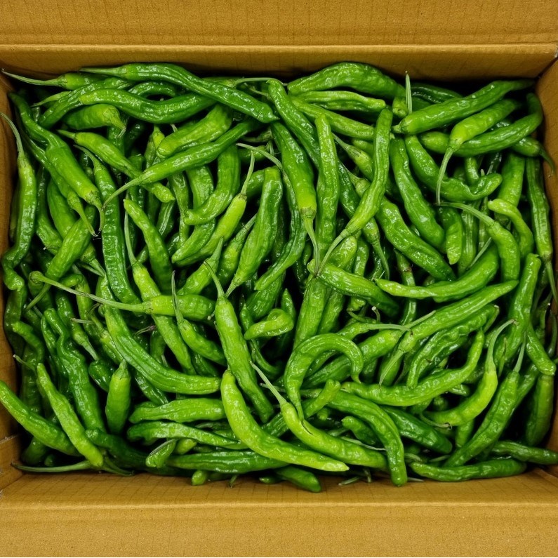 클릭마켓 국내산 꽈리고추 특품 7,030원