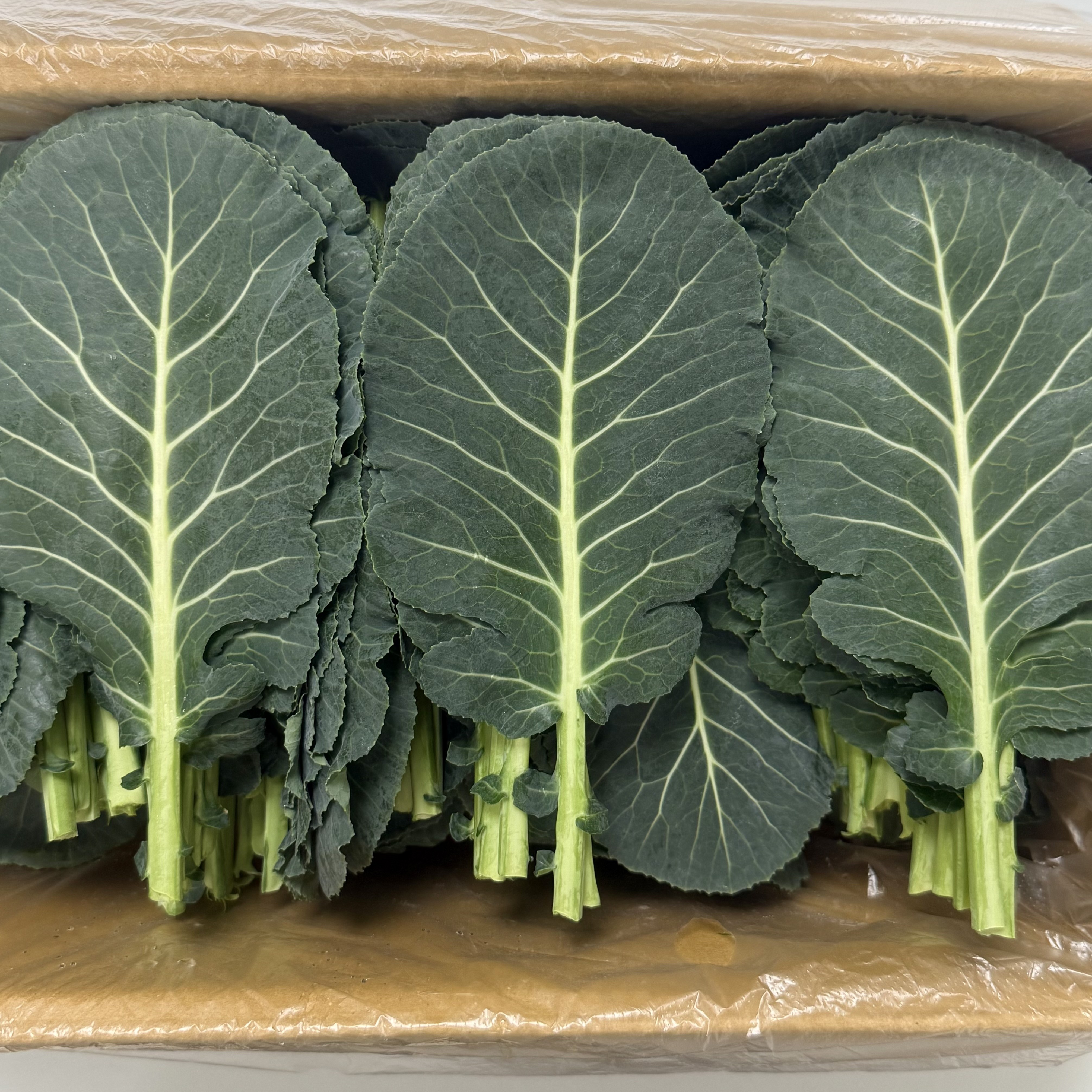 [신선보장]농진사 케일 쌈케일 국내산 특품 쌈채소, 1개, 2kg 12,900원