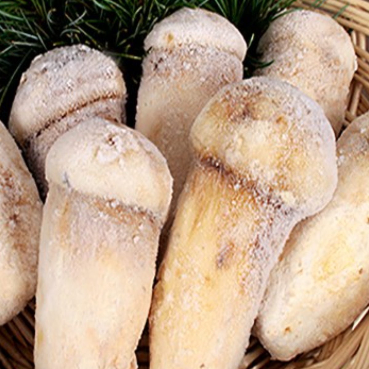 (청림송이,능이) 자연산 냉동송이버섯 (특품), 1개, 냉동송이/BM/1kg 54,500원