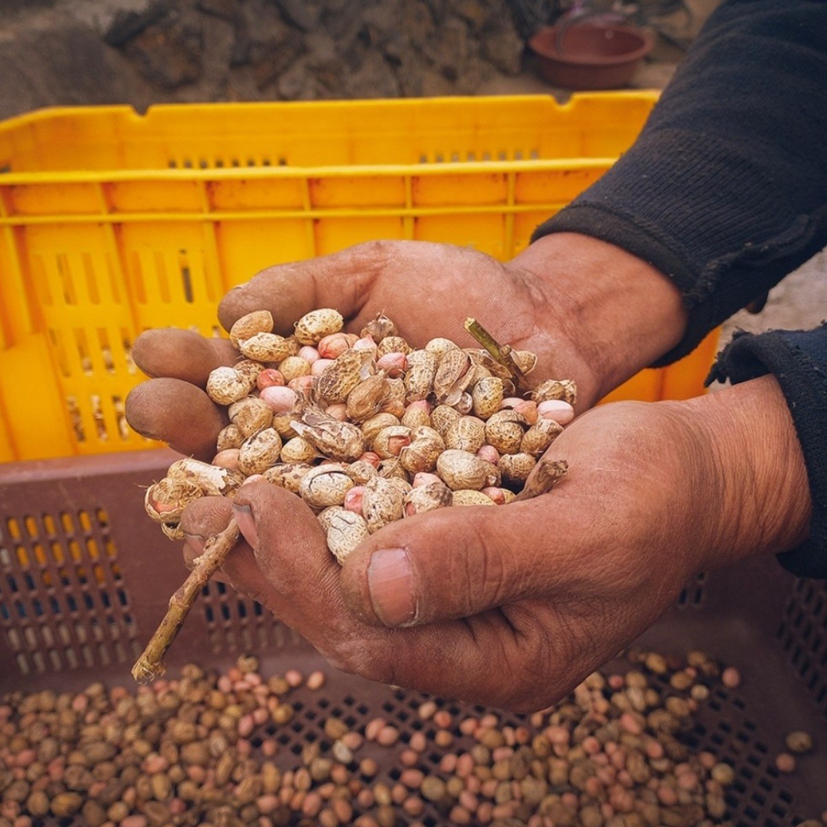 안녕육지사람 제주 우도땅콩 햇땅콩 볶음땅콩, 1kg, 1개 45,000원